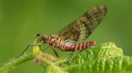De zigzaghaft heet zo vanwege het zigzagpatroon op de vleugels