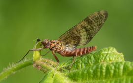 De zigzaghaft heet zo vanwege het zigzagpatroon op de vleugels
