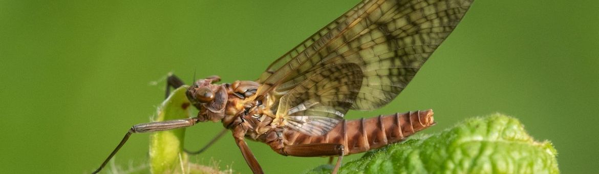 De zigzaghaft heet zo vanwege het zigzagpatroon op de vleugels