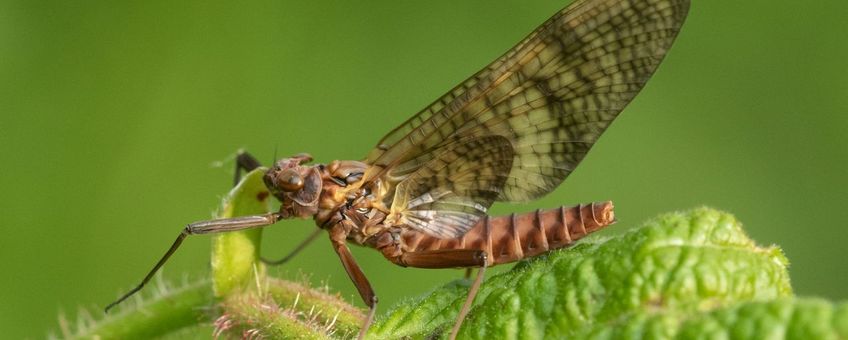De zigzaghaft heet zo vanwege het zigzagpatroon op de vleugels