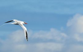 red billed tropicbird, roodsnavelkeerkringvogel