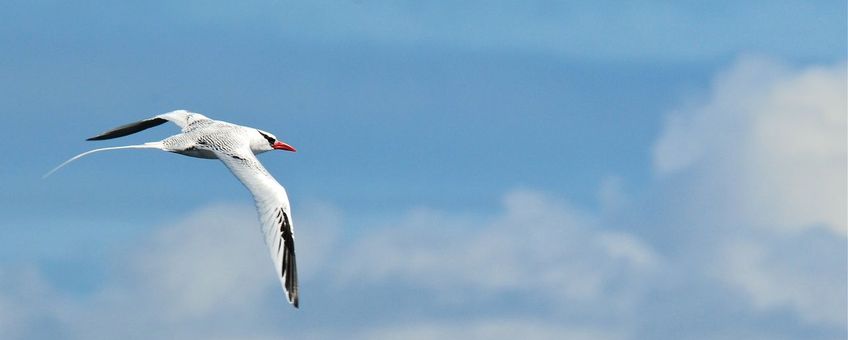 red billed tropicbird, roodsnavelkeerkringvogel