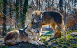 Pixabay wolves, wolf
