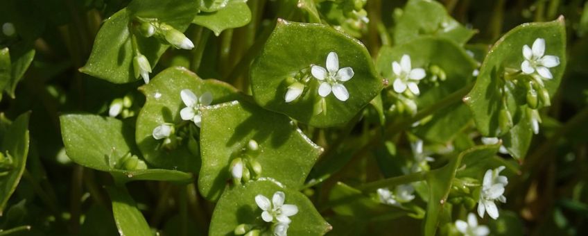 Witte winterpostelein