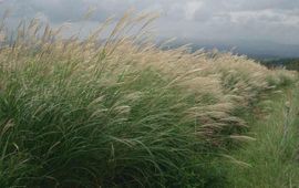 Olifantsgras Miscanthus_sinensis, GNU-licentie voor vrije documentatie