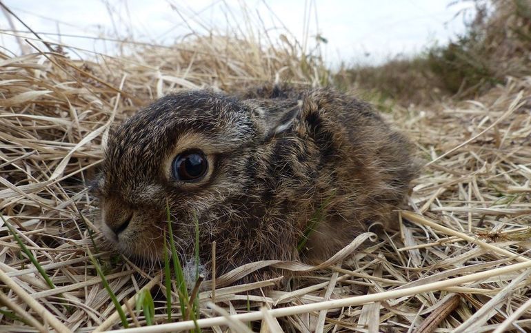 Een jong haasje
