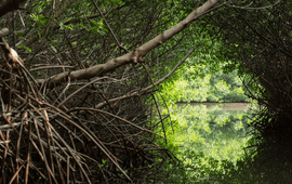 Mangrove channel