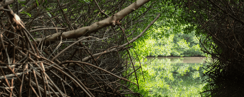 Mangrove channel