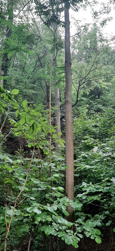 Inheemse bosontwikkeling onder volwassen hemelboombos in Parcul National Portile de Fier, Roemenië