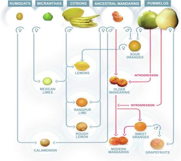 De oorsprong van het geslacht Citrus