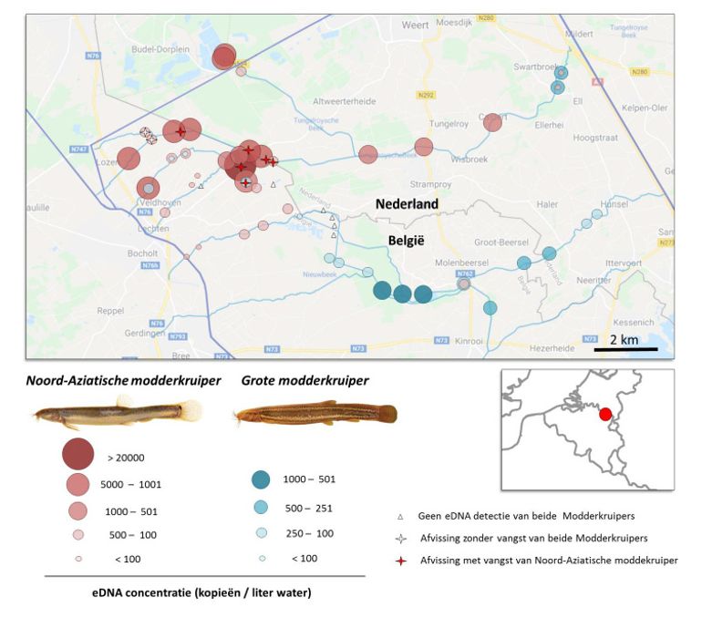 Verspreiding en dichtheden van de Noord-Aziatische modderkruiper en de grote modderkruiper op basis van eDNA