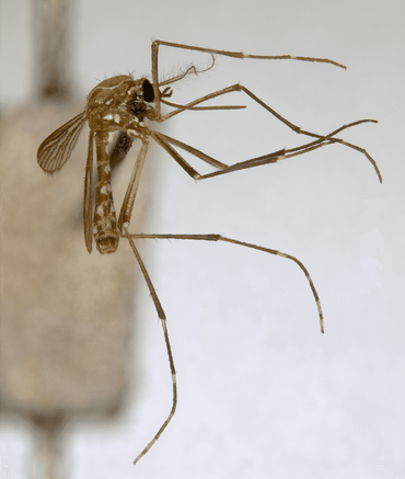 Eén van de tienduizend opgeprikt muggen uit de Bonne-Wepster collectie.