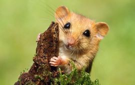 Shutterstock Hazelmuis