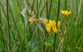 Detail van bloemen in veld