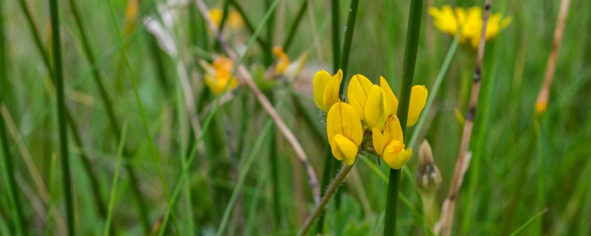 Detail van bloemen in veld