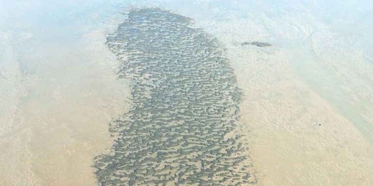 Zelforganiserende patronen bij mosselbanken in de Waddenzee. Koudwaterkoraalriffen vertonen vergelijkbare patronen