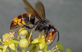 Werkster Aziatische hoornaar van Dreischor