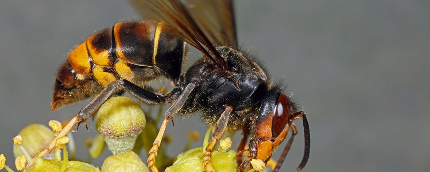 Werkster Aziatische hoornaar van Dreischor