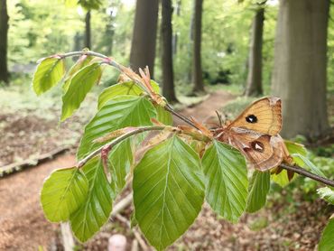 Tauvlinder in beukenbos op de Veluwe