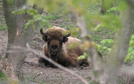 Leo Linnartz / ARK Natuurontwikkeling Mei 2013, de ondergroei van het esdoornbosje stelt weinig voor.