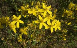 Jan van der Straaten, Saxifraga sint-janskruid