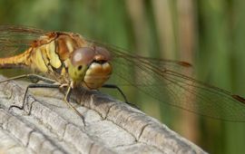 Steenrode heidelibel - primair