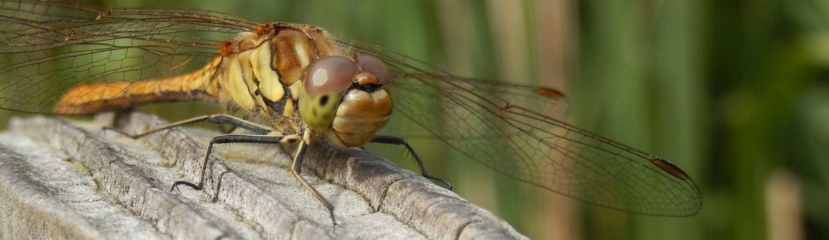 Steenrode heidelibel - primair