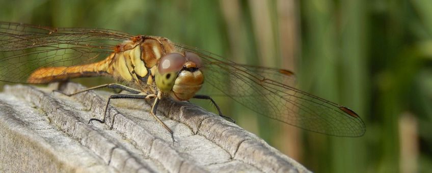 Steenrode heidelibel - primair