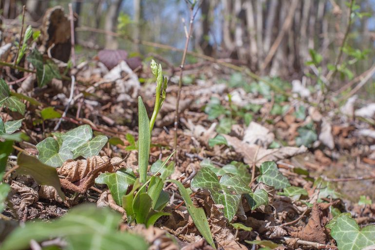 Vliegenorchis (Ophrys insectifera) komt zowel in grasland als hakhout voor.
