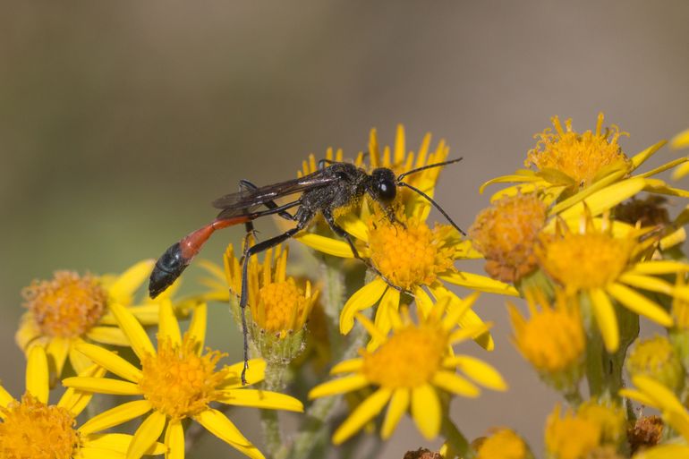 Grote rupsendoder in de duinen bij Hoek van Holland. De kenmerkende lange steel aan de basis van het achterlijf is duidelijk zichtbaar.