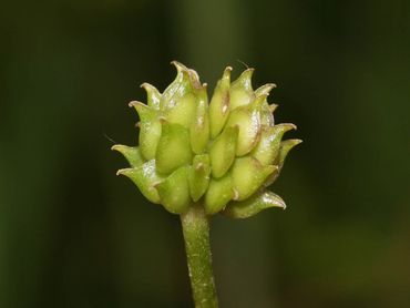 Kruipende boterbloem, zaadvorming