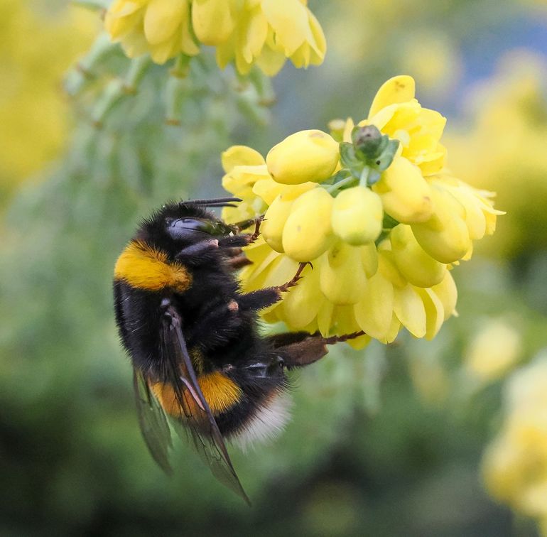 Met name hommels van de aardhommelgroep kunnen nu actief zijn, zoals deze koningin op een bloeiende mahonie