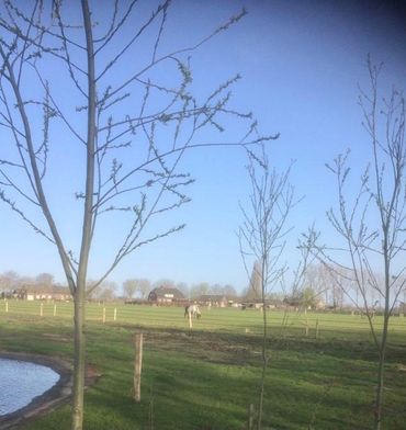 De subsidieregeling stimuleert de aanleg en het beheer van landschapselementen, bloemrijke randen en wandelpaden in Brabant