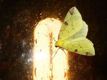 Hagendoornvlinder op de buitenlamp