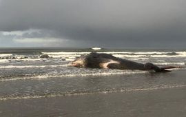 Gestrande potvis op Ameland Naturalis