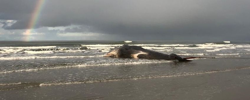 Gestrande potvis op Ameland Naturalis