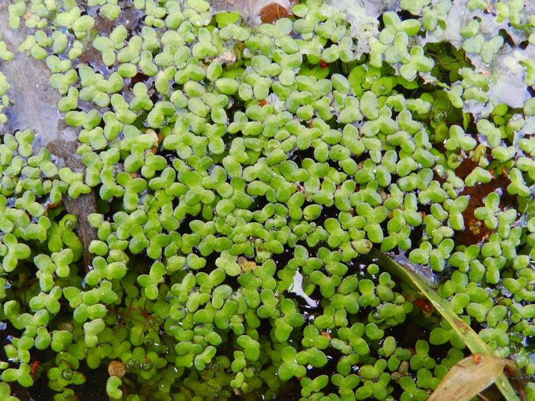 Zodra ze volgroeid zijn, laten de blaadjes van klein kroos los en vormen nieuwe plantjes 