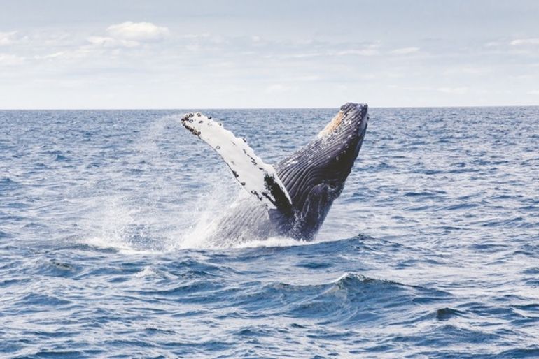 Humpback Whales (Megaptera novaeangliae) migreren tijdens de wintermaanden naar het Caribische gebied om hun jongen te baren