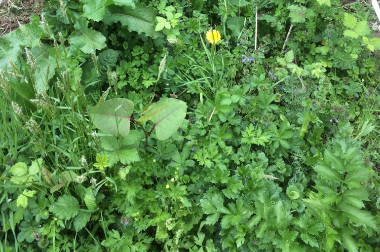 Beeld één jaar na het inzaaien van inheemse planten