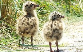 Sytske Dijksen De eerste kuikens zijn gezien in het Duinpark