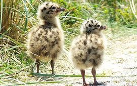 De eerste kuikens zijn gezien in het Duinpark