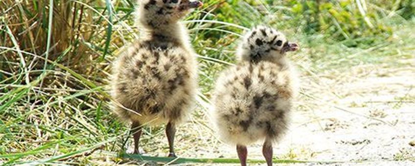 De eerste kuikens zijn gezien in het Duinpark