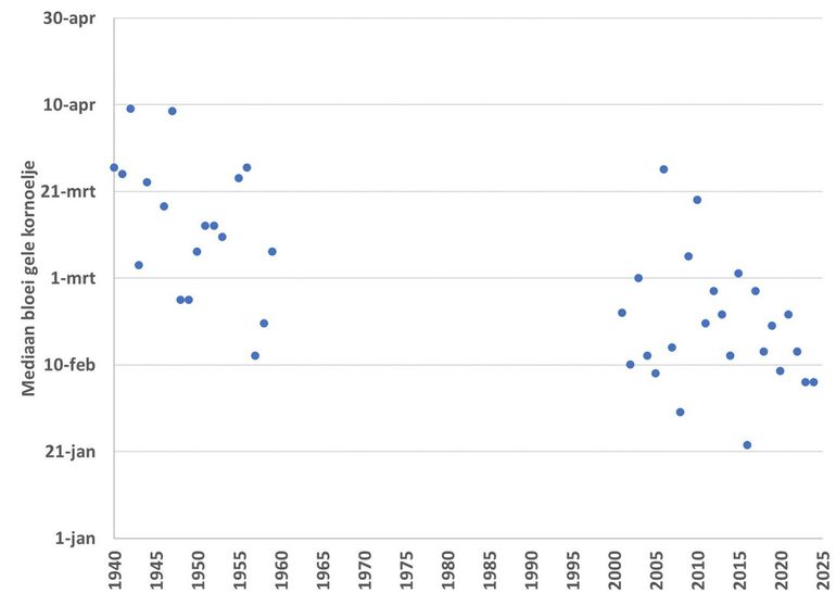 Mediaan eerste bloeiwaarneming gele kornoelje in Nederland in de periodes 1940-1959 en 2001-2024