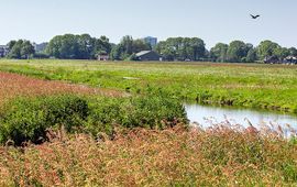 Fred van Diem Kruidenrijk grasland