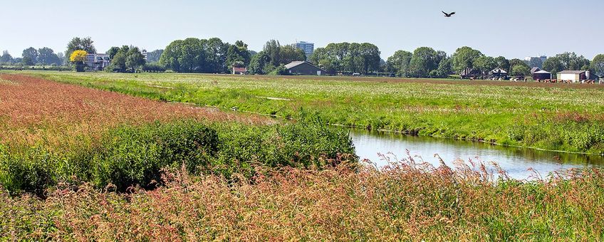 Kruidenrijk grasland