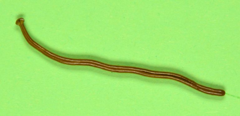 De hamerhoofdplatworm is gevonden in kassen in Nederland en kan niet buiten overleven