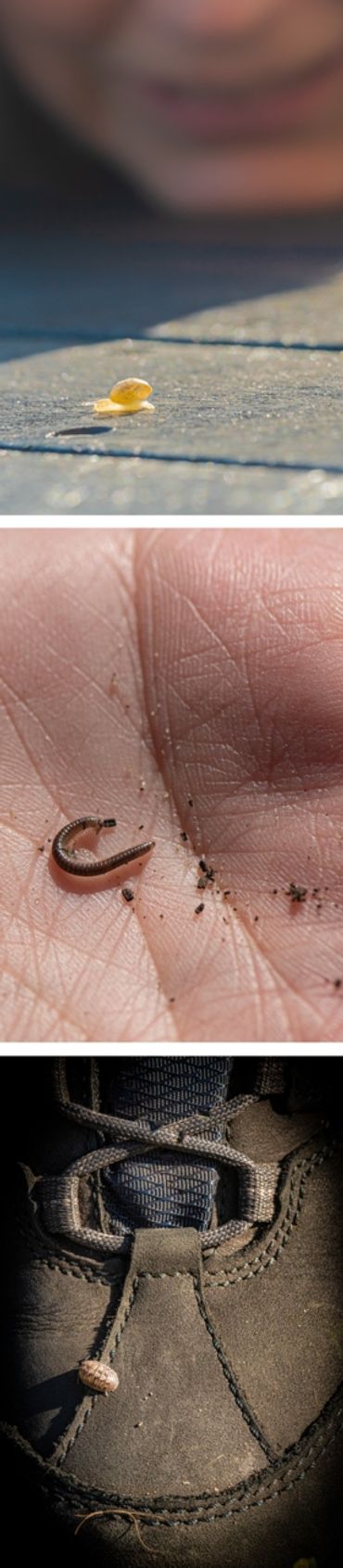 Een slak voor je neus, een miljoenpoot in je hand of een pissebed op je schoen. Bodemdieren zijn klein, maar overal te vinden als je erop gaat letten