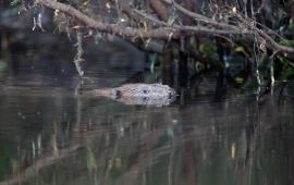 Bever bij Schipbeek