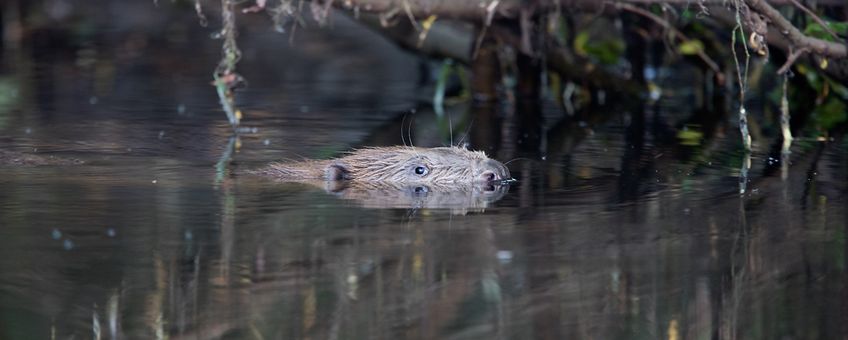 Bever bij Schipbeek