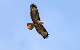 Koos Dansen buizerd